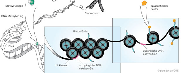 Epigenetische Mechanismen. Copyright: pigurdesign/DIfE