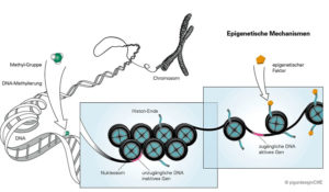 Epigenetische Mechanismen. Copyright: pigurdesign/DIfE