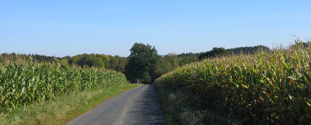 Lauftraining-Strecke